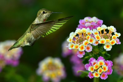 Hummingbird 28.jpg