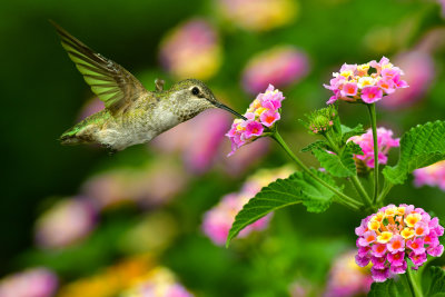 Hummingbird 37.jpg
