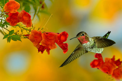 Hummingbird 40.jpg