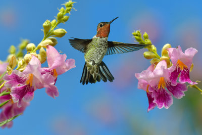 Hummingbird 41.jpg