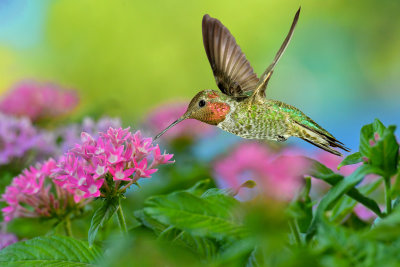 Hummingbird 43.jpg