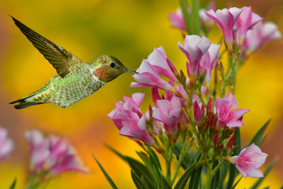 Hummingbird 44.jpg