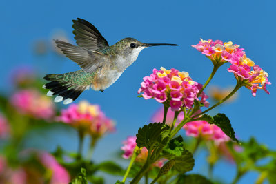 Hummingbird 50.jpg