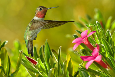 Hummingbird 56.jpg