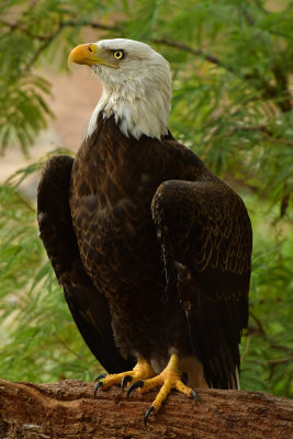 AZ - Bald Eagle.jpg