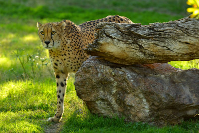 AZ - Cheetah 2.jpg