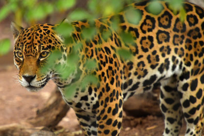 AZ - Jaguar 1.jpg