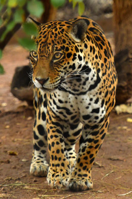 AZ - Jaguar 2.jpg