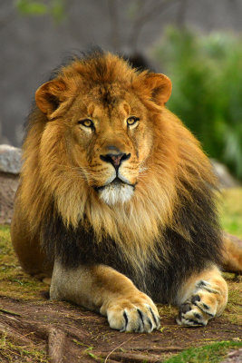 AZ - Lion 2.jpg