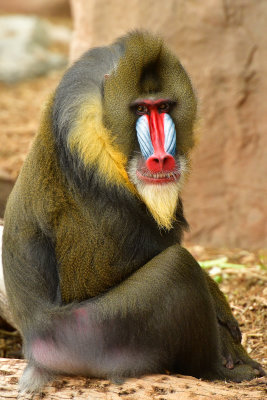 AZ - Mandrill Baboon 4.jpg