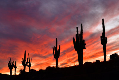 AZ - Saguaro Sunset.jpg