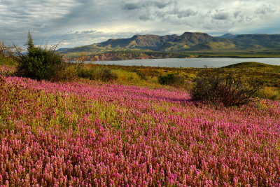 AZ - Roosevelt Lake Owls Clover 3.jpg