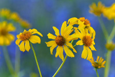 AZ - Tonto National Monument Brittlebush.jpg