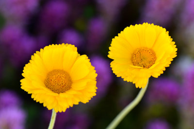 AZ - Tonto National Monument Desert Marigolds.jpg