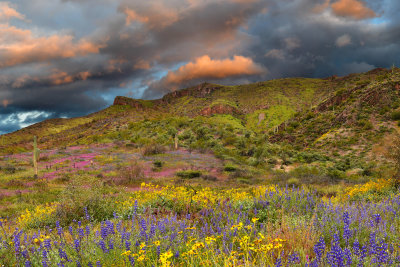 AZ - Tonto National Monument Lupine & Brittlebush 2.jpg