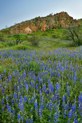 AZ - Tonto National Monument Lupine 1.jpg