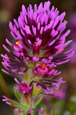 AZ - Tonto National Monument Owls Clover 1.jpg