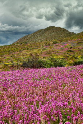 AZ - Tonto National Monument Owls Clover 4.jpg