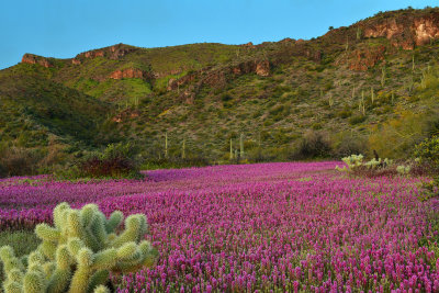 AZ - Tonto National Monument Owls Clover 9.jpg