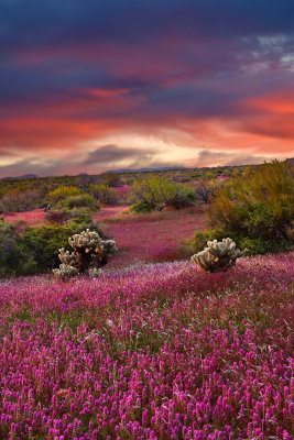 AZ - Tonto National Monument Owls Clover Sunrise 1.jpg