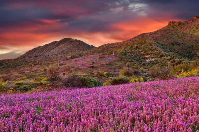 AZ - Tonto National Monument Owls Clover Sunrise 2.jpg