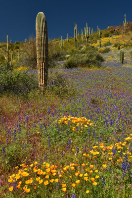 AZ - Tonto National Monument Poppies & Lupine.jpg