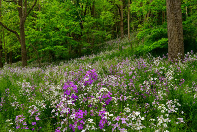 NY - Letchworth SP Phlox Field.jpg