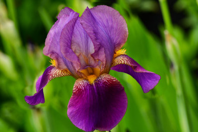 NY - Lockport Iris 2.jpg