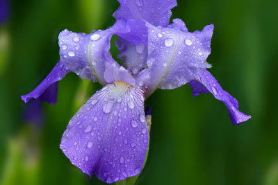 NY - Lockport Iris Rain Drops.jpg