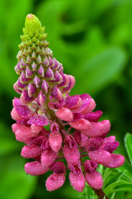 NY - Lockport Lupine 1.jpg