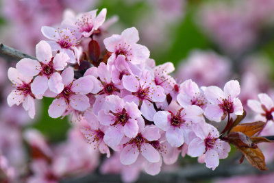NY - Lockport Pink Blossoms 1.jpg