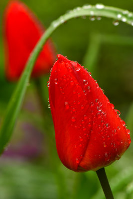 NY - Lockport Red Tulip Rain Drops.jpg