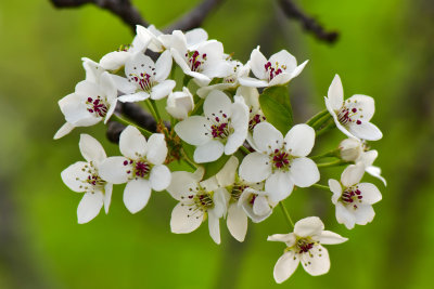 NY - Lockport White Blossoms 2.jpg