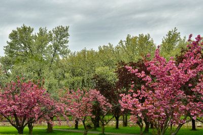 NY - Lockport Widewaters Blossoming Trees 10.jpg