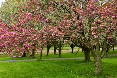 NY - Lockport Widewaters Blossoming Trees 11.jpg