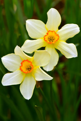 NY - Newfane Daffodil 1.jpg