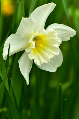 NY - Newfane Daffodil 2.jpg