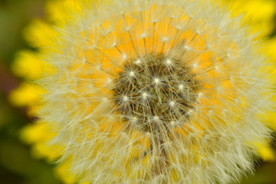 NY - Newfane Dandelion Seeds 1.jpg