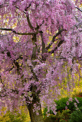 NY - Newfane Weeping Cherry 1.jpg