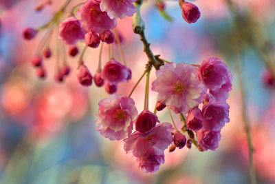 NY - Newfane Weeping Cherry 3.jpg