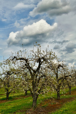 NY - Olcott Apple Orchard 1.jpg