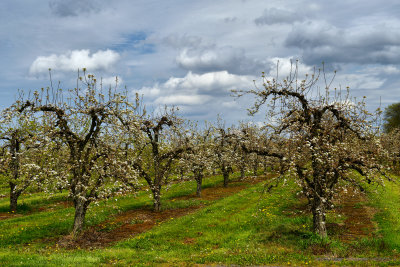 NY - Olcott Apple Orchard 2.jpg
