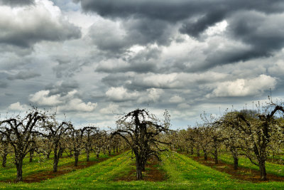 NY - Olcott Apple Orchard 3.jpg