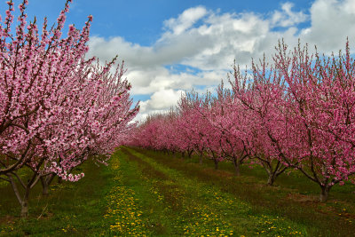 NY - Olcott Cherry Orchard 1.jpg
