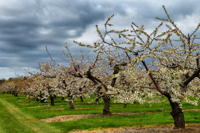 NY - Somerset Apple Orchard 1.jpg