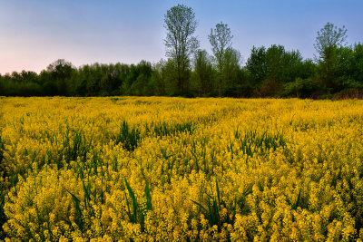 NY - Somerset Mustard Field.jpg