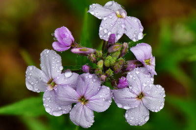 PA - Jim Thorpe Phlox Rain Drops 1.jpg