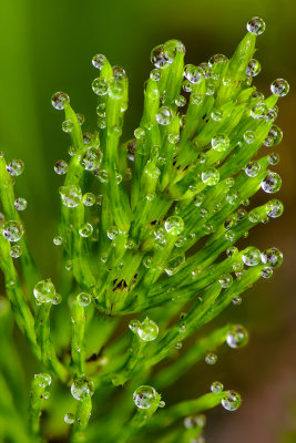 PA - McIntyre Wild Area Dew Drop Plant.jpg