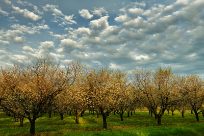NY - Burt Apple Orchard 1.jpg