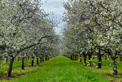 NY - Burt Apple Orchard 2.jpg